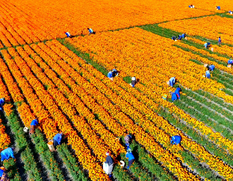 晨光生物贊比亞丨廣袤農(nóng)場(chǎng) 別樣風(fēng)光